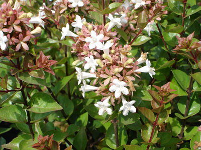 Rose Creek Abelia - Boyd Nursery Company