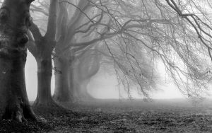 Black and White Tree Background