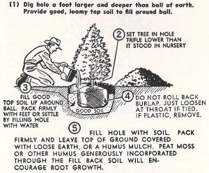 Illustration of How To Plant an Evergreen Tree
