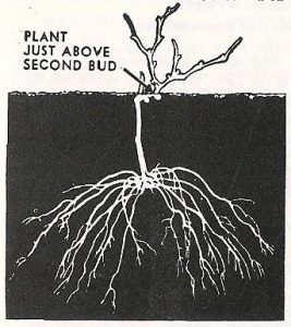Illustration of Proper Grape Planting Technique