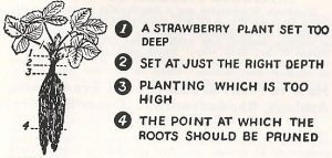 Illustration of Proper Strawberry Planting Technique