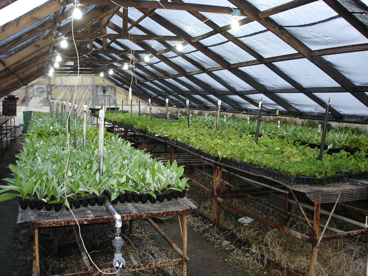 Boyd Nursery Greenhouse