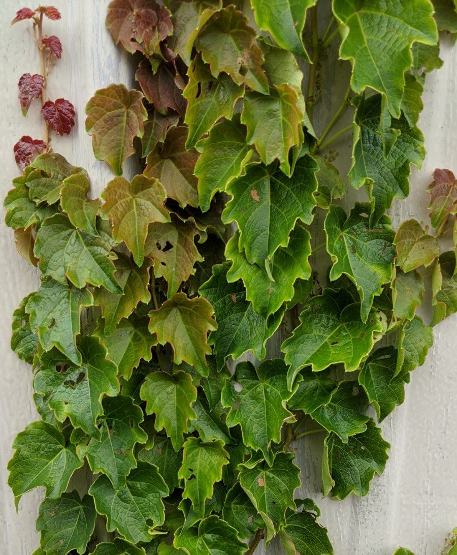 Boston Ivy - The Good Earth Garden Center