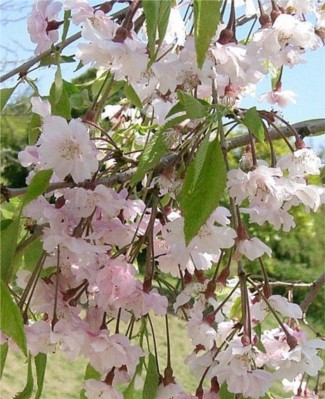 1 Plant in 1 Gallon Pot Rooted Autumn Flowering Higan Cherry Tree 