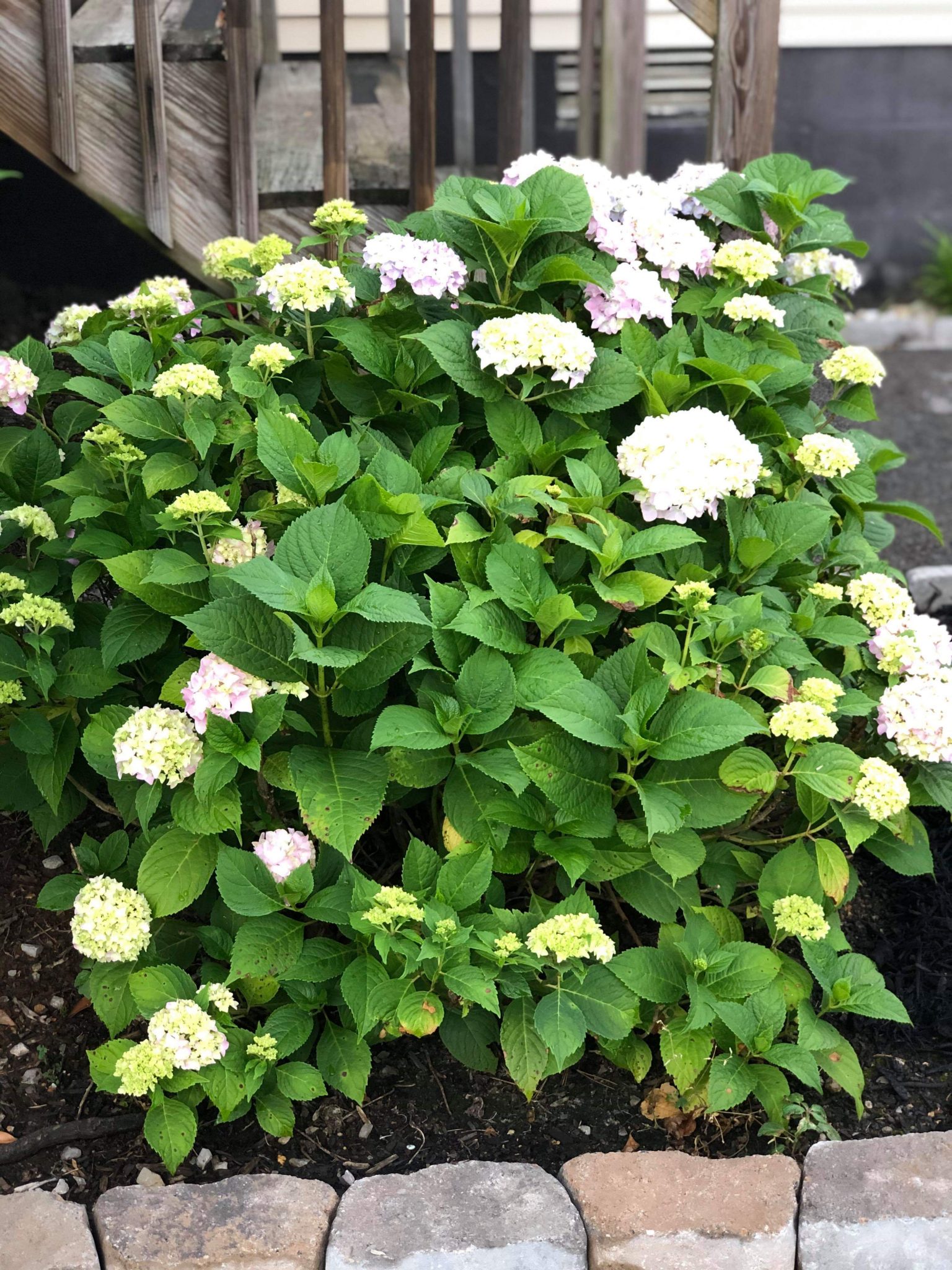 Nikko Blue Hydrangea Boyd Nursery Company