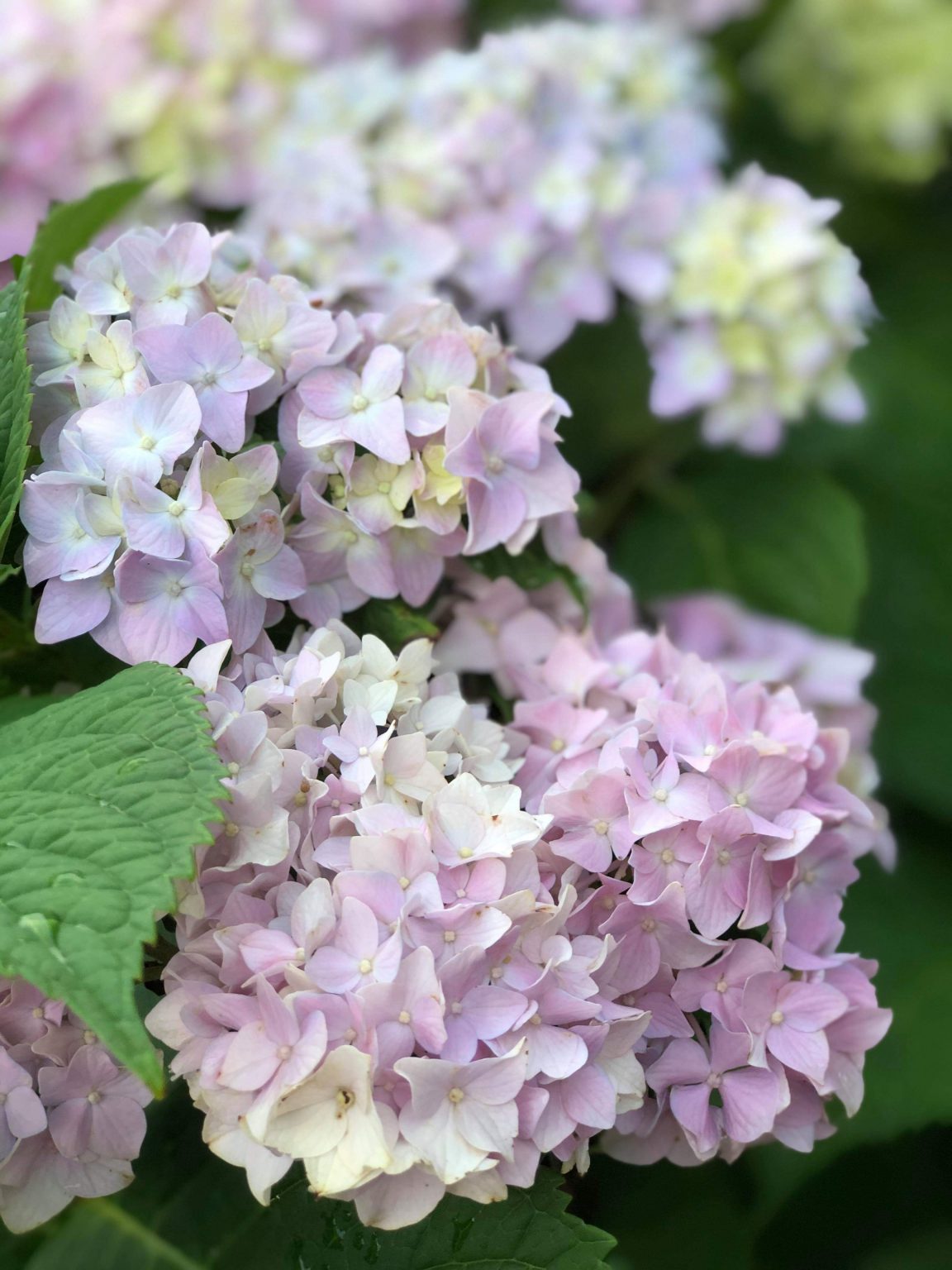 Nikko Blue Hydrangea - Boyd Nursery Company