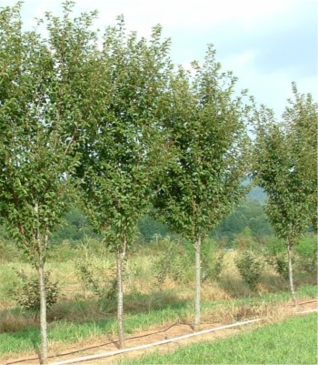 Prunus serrulata 'Kwanzan'