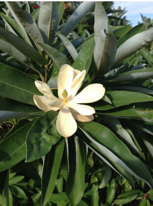 Magnolia virginiana var. australis