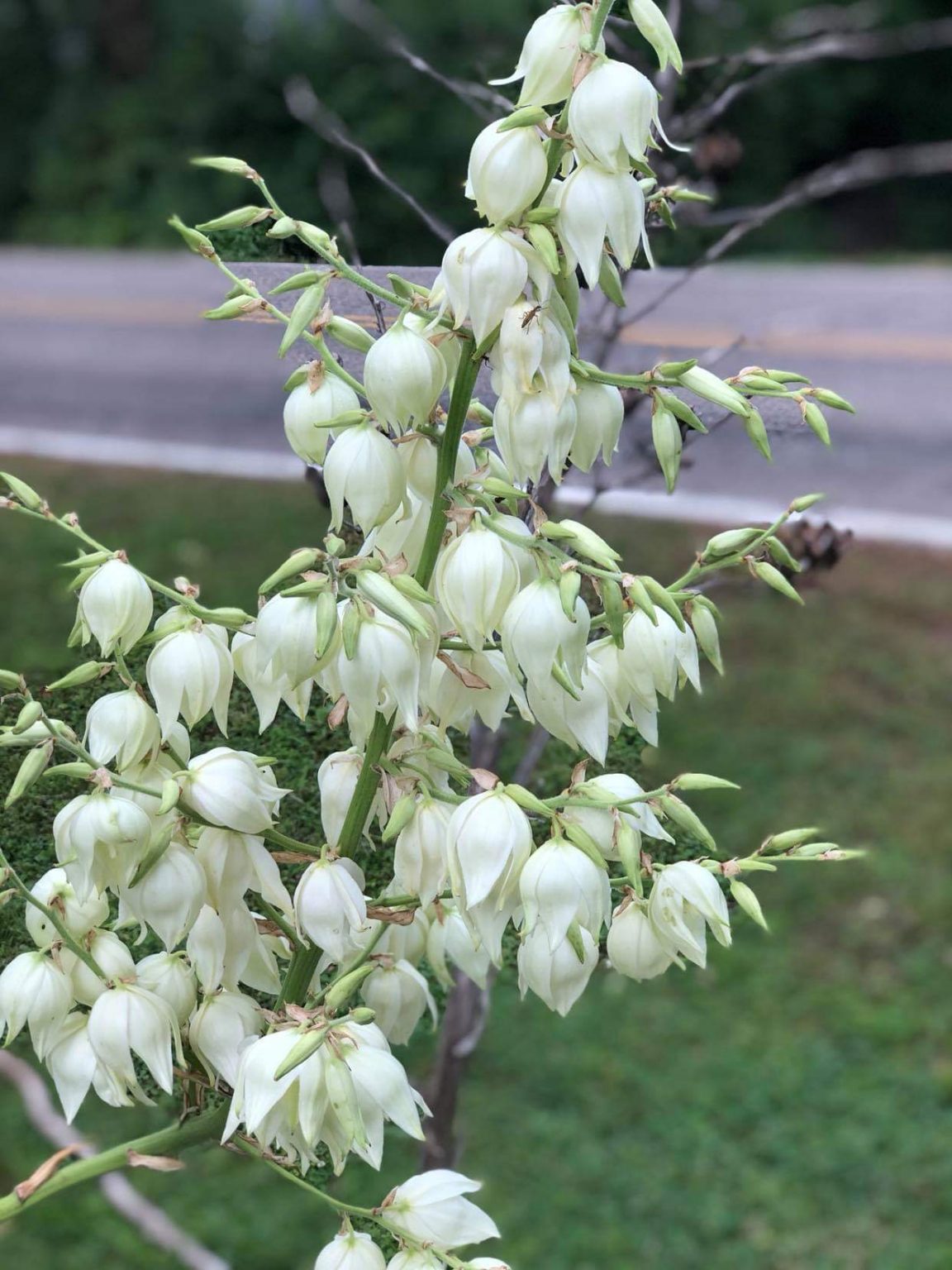 Adam's Needle Boyd Nursery Company