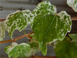 Parthenocissus tricuspidata "Ginza Lights" Powdered Sugar ™