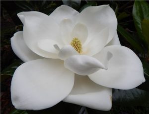Magnolia grandiflora