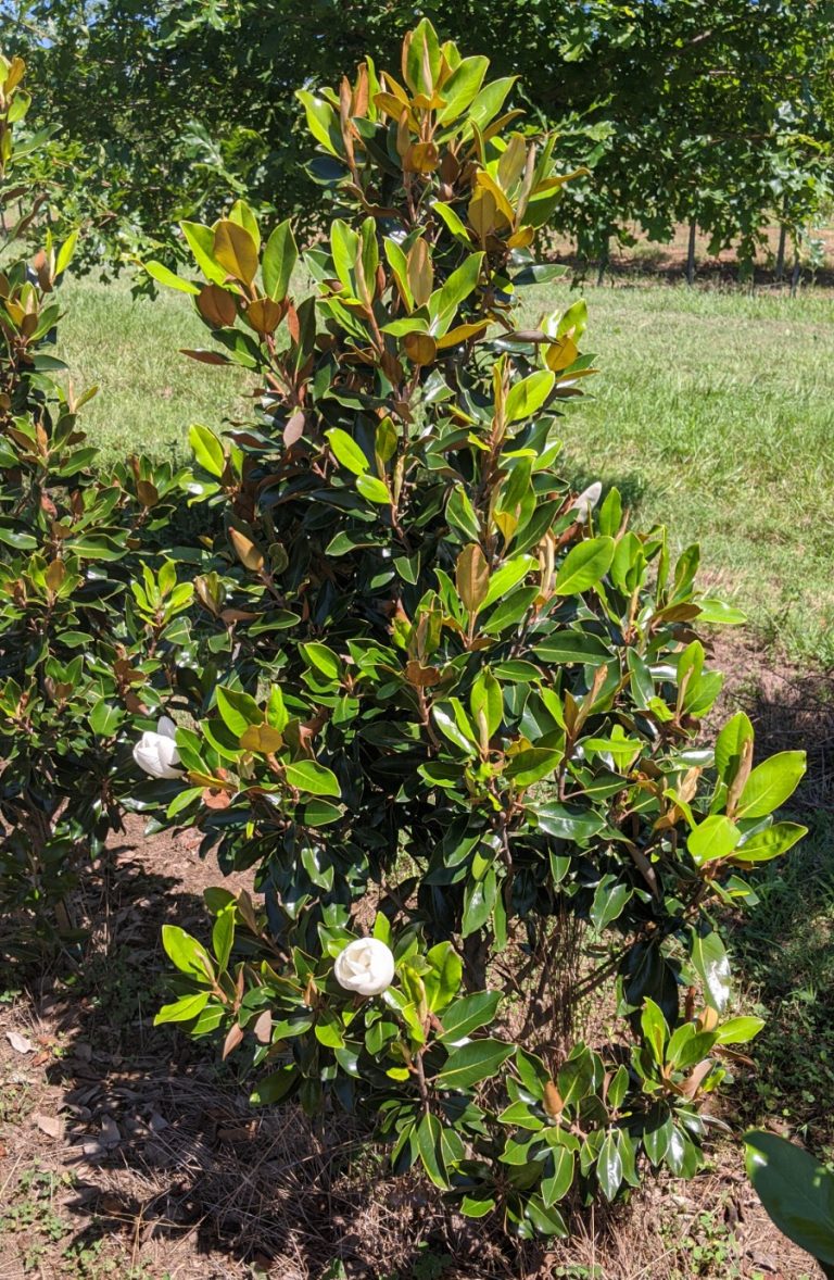 Little Gem Dwarf Magnolia Boyd Nursery Company