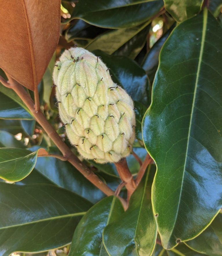 Little Gem Dwarf Magnolia Boyd Nursery Company