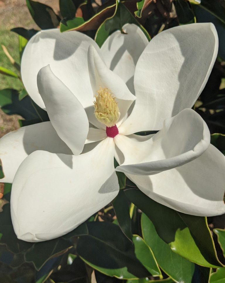 Little Gem Dwarf Magnolia Boyd Nursery Company