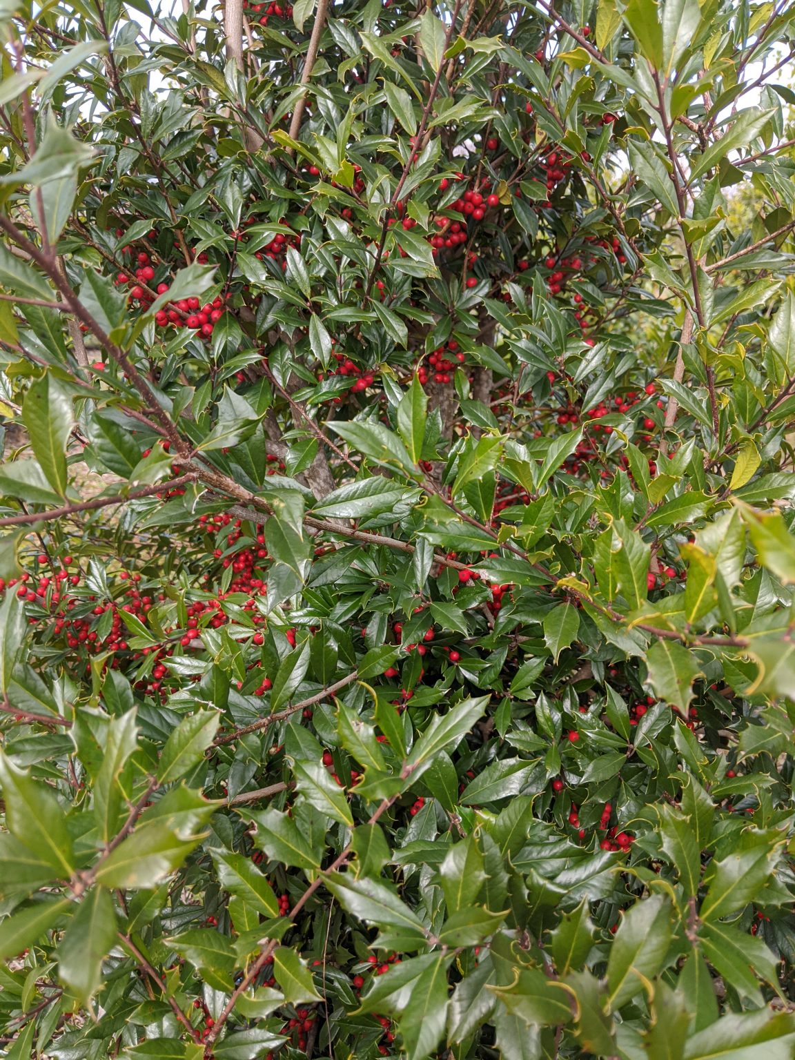 Foster No. 2 Holly Boyd Nursery Company