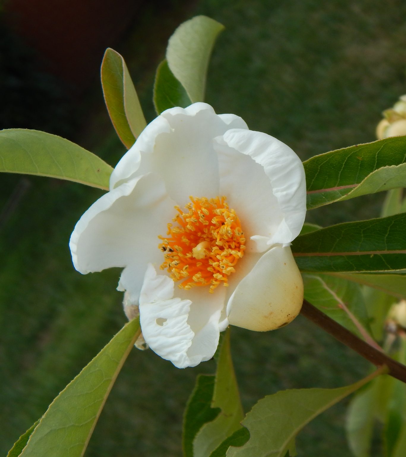 Ben Franklin Tree - Boyd Nursery Company