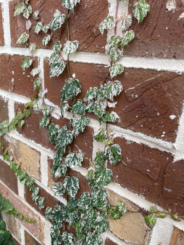 Parthenocissus tricuspidata 'Calcazam'
