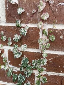 Parthenocissus tricuspidata 'Calcazam'