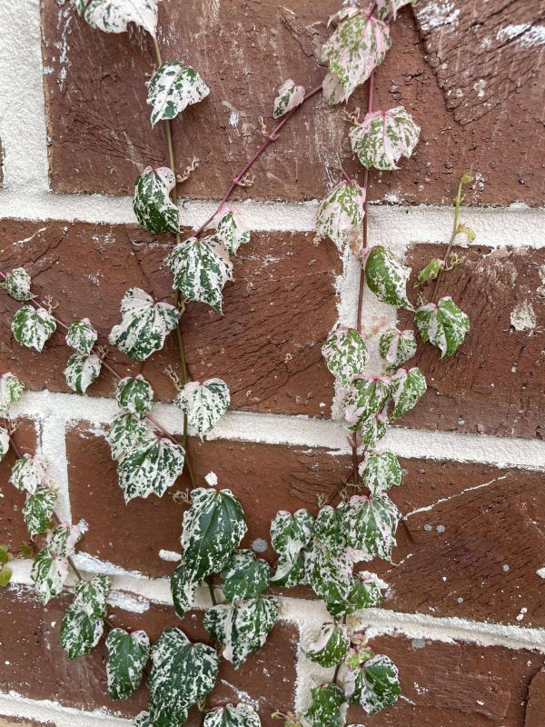 Parthenocissus tricuspidata 'Calcazam'
