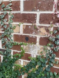 Parthenocissus tricuspidata 'Calcazam'