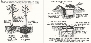 Illustration of How To Plant, Prune, and Stake a Tree