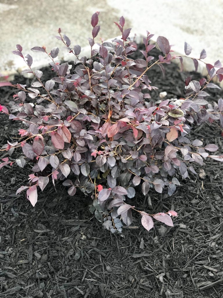 Purple Haze ™ Loropetalum - Boyd Nursery Company