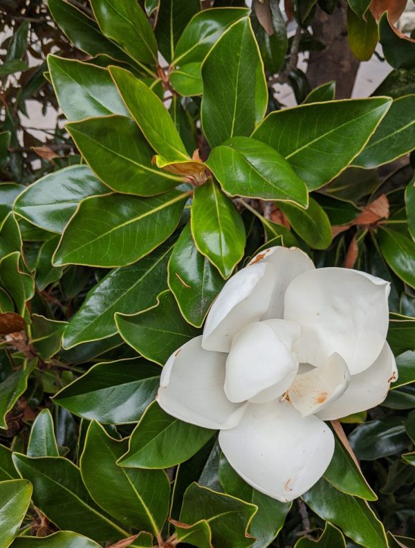 Magnolia grandiflora 'Brackens Brown Beauty'