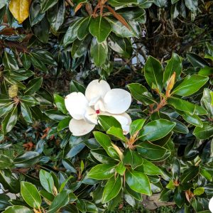 Magnolia grandiflora 'Brackens Brown Beauty'