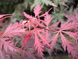 Acer palmatum 'Burgundy Lace'
