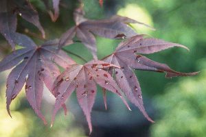Acer palmatum 'Emperor One'