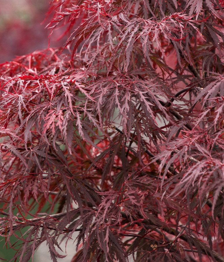 Red Dragon Japanese Maple - Boyd Nursery Company