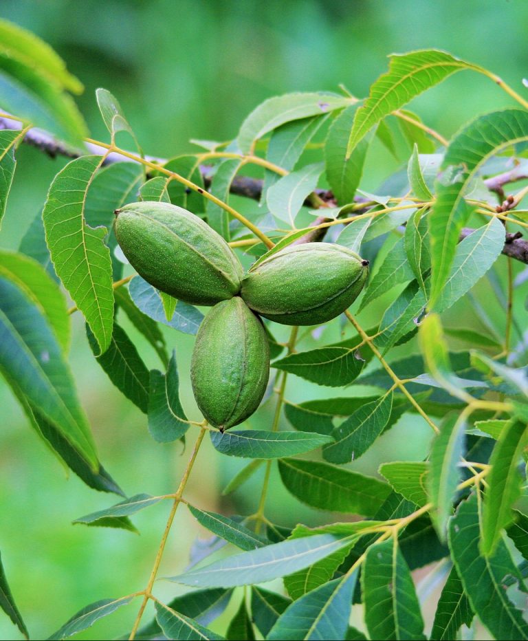 Stuart Hardy Pecan Boyd Nursery Company