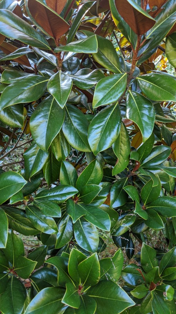 Magnolia grandiflora 'D.D. Blanchard'