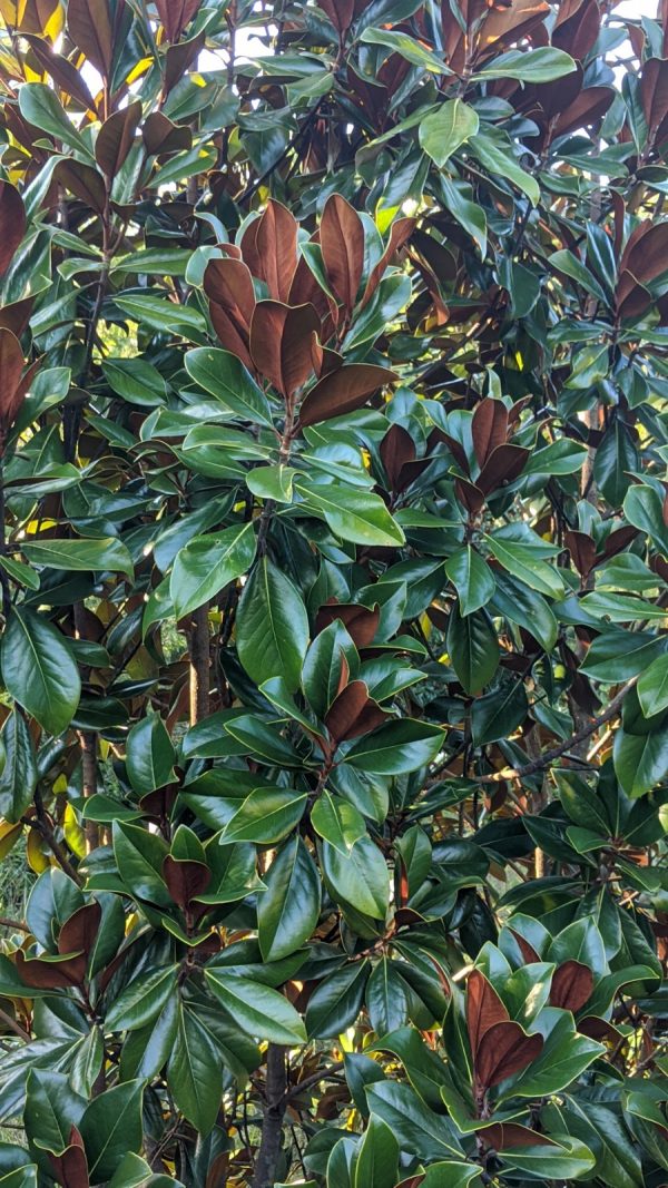 Magnolia grandiflora 'D.D. Blanchard'