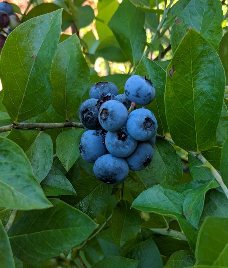 Premier Rabbiteye Blueberry - Boyd Nursery Company