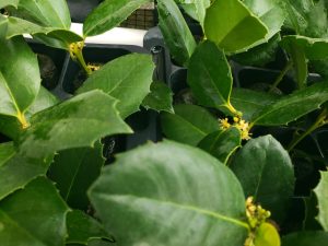 Ilex x 'James Swan'