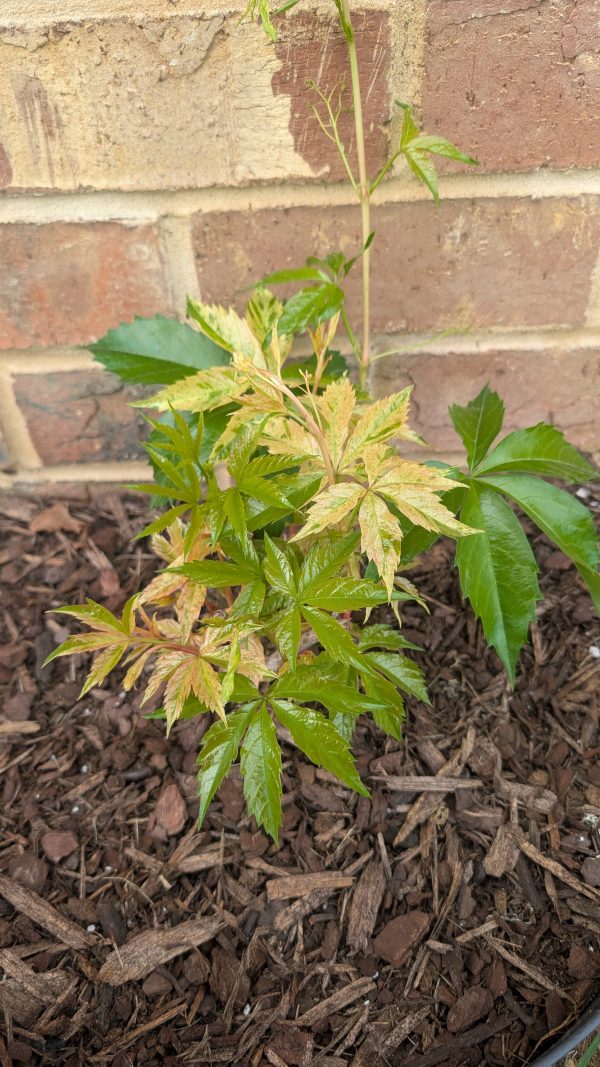 Parthenocissus quinquefolia 'Monham'