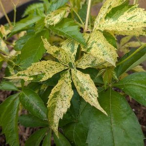 Parthenocissus quinquefolia 'Monham'