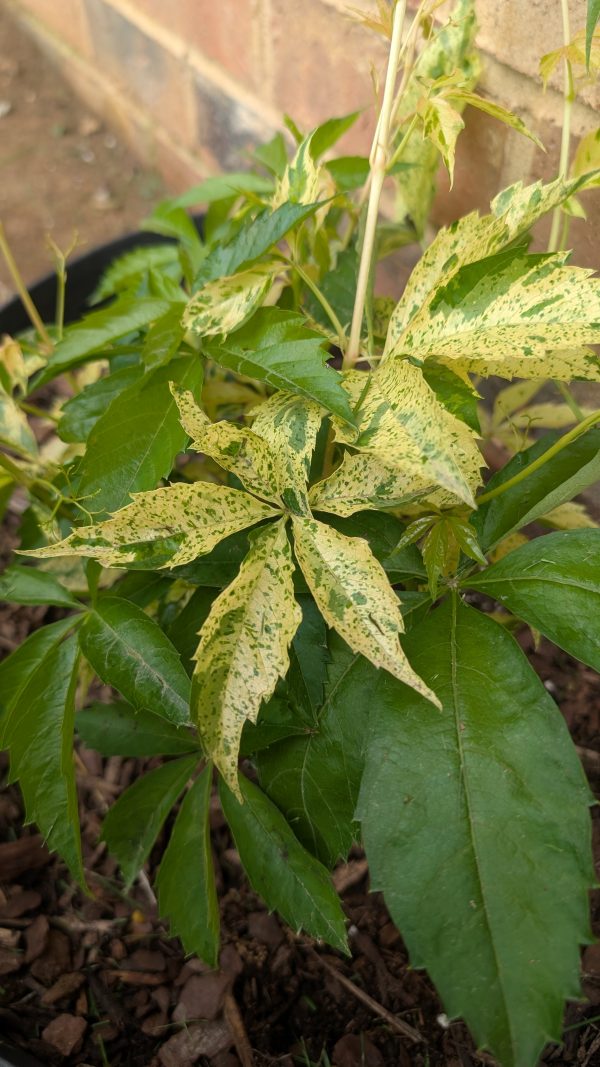 Parthenocissus quinquefolia 'Monham'