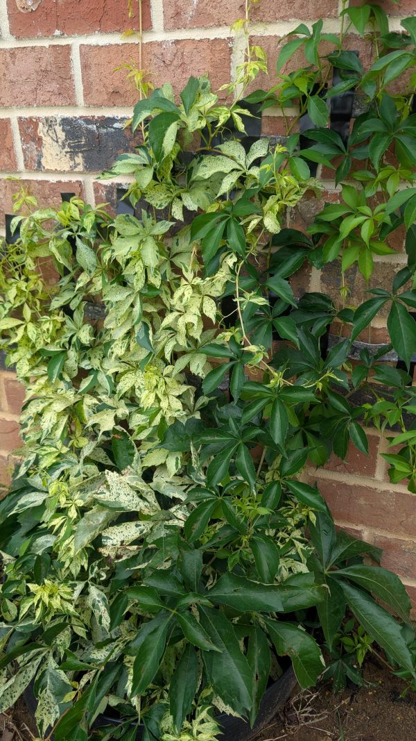 Parthenocissus quinquefolia 'Monham'