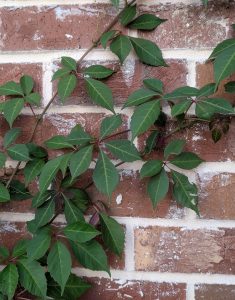 Parthenocissus henryana
