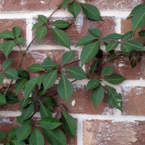 Parthenocissus henryana