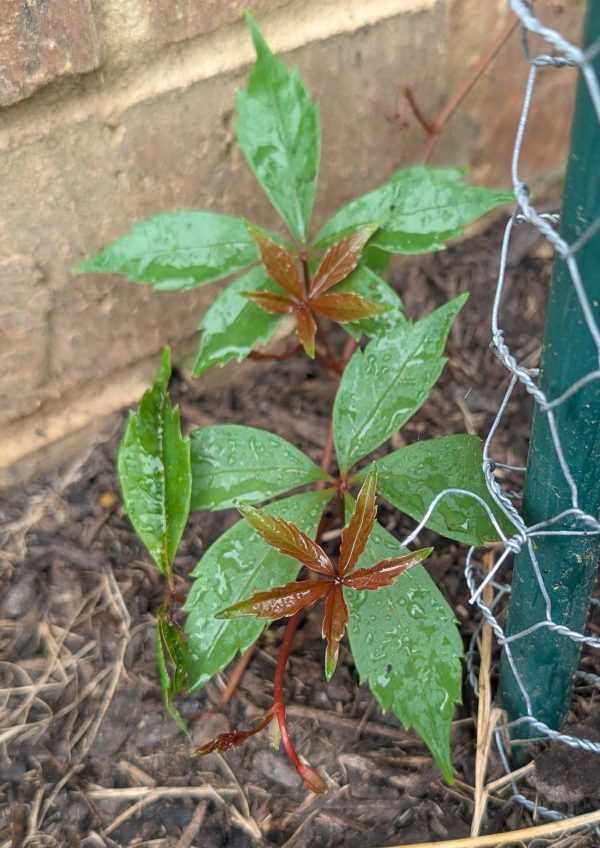Thicket Creeper - Image 2