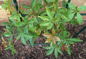 Parthenocissus inserta