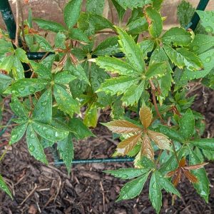 Parthenocissus inserta