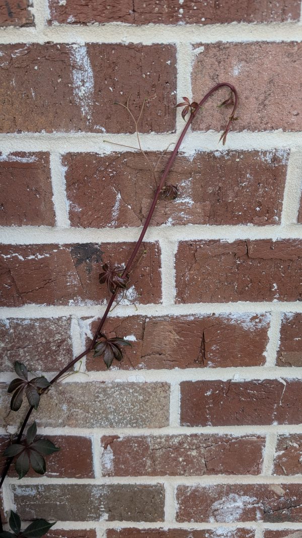 Parthenocissus henryana