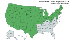 Parthenocissus inserta
