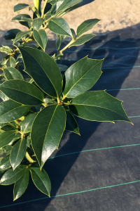 Ilex x 'Edward J. Stevens'