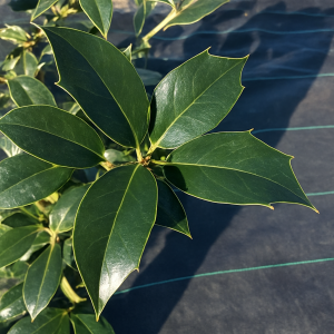 Ilex x 'Edward J. Stevens'